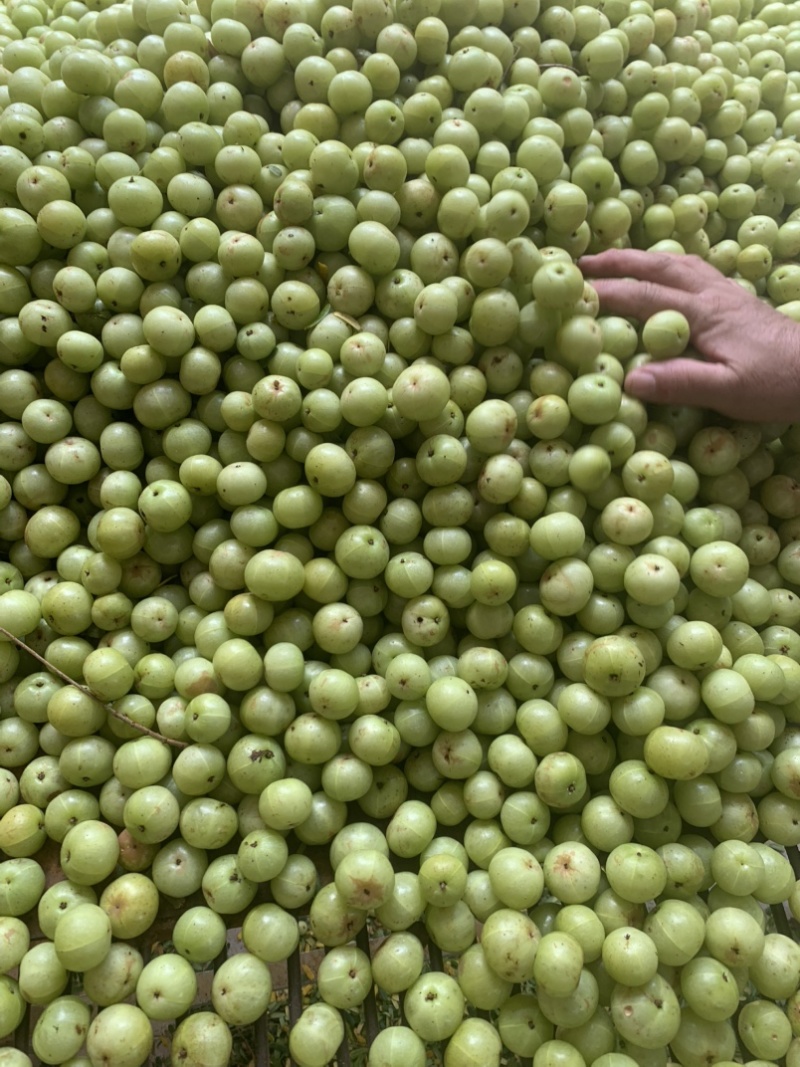 新鲜油甘果余甘果滇橄榄