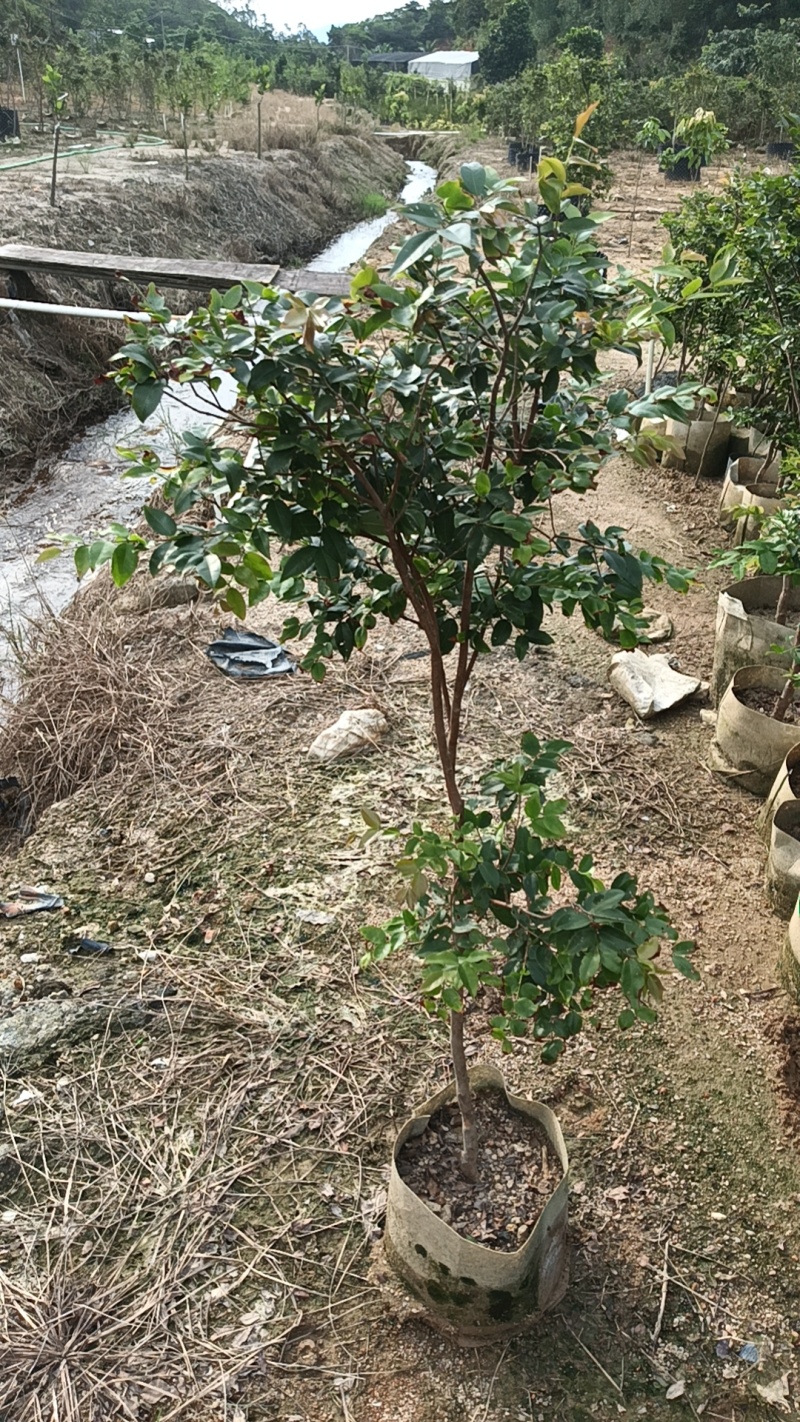 沙巴五年嘉宝果苗，四季开花结果，广东省普宁市基地直接发货