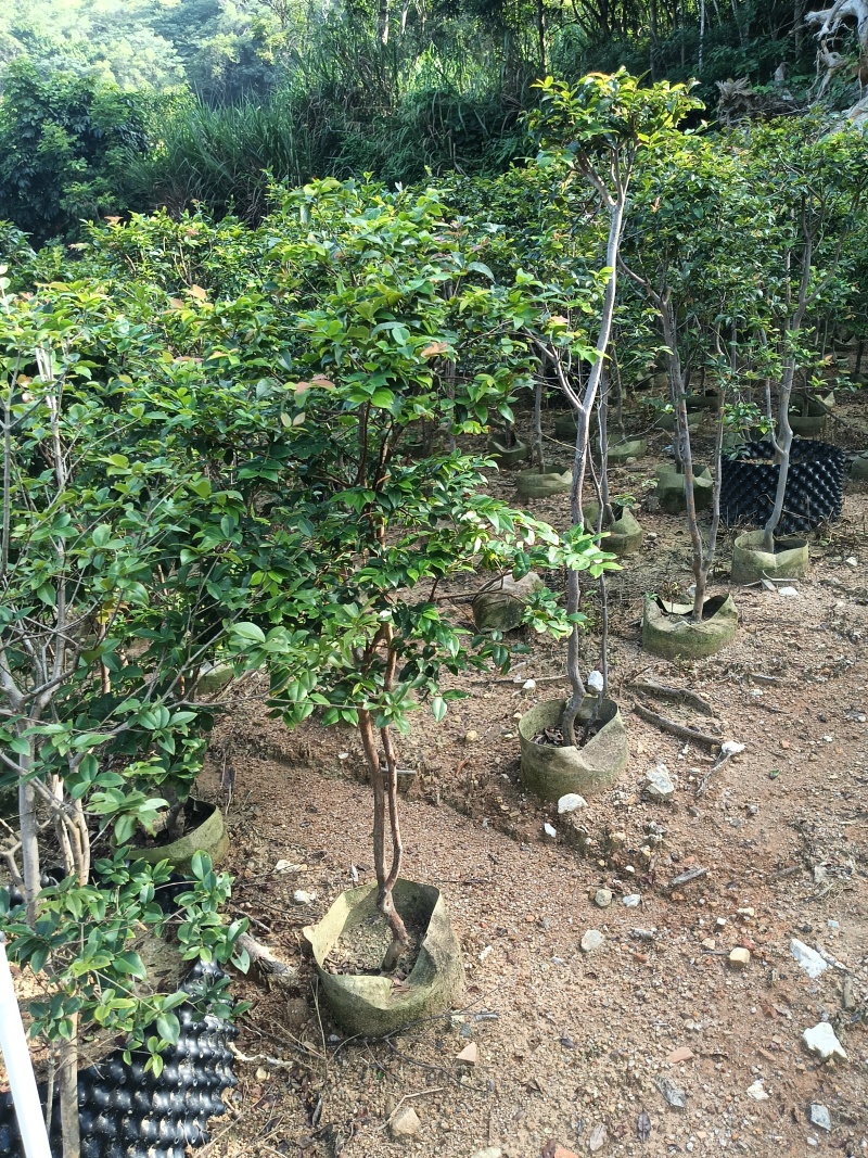 沙巴五年嘉宝果苗，四季开花结果，广东省普宁市基地直接发货