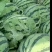 麒麟瓜