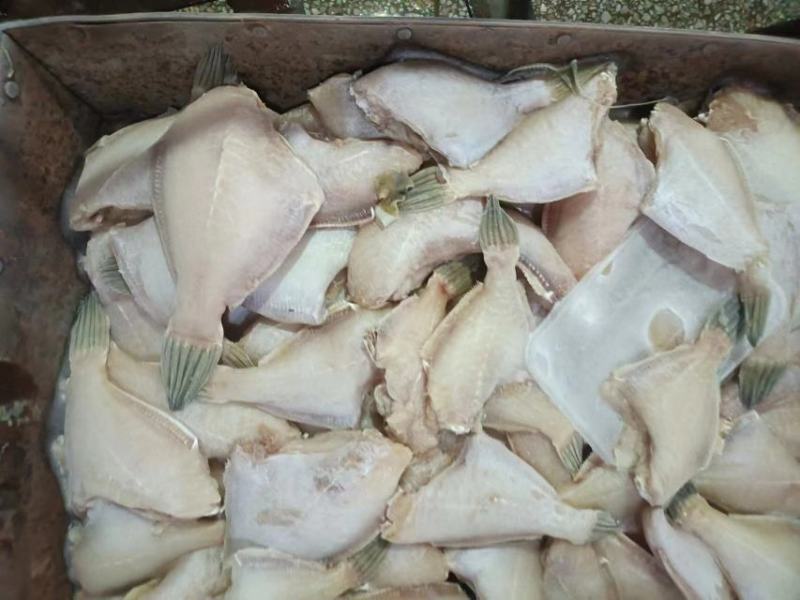 马面鱼（耗儿鱼）