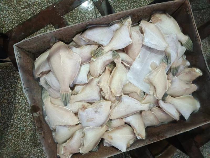 马面鱼（耗儿鱼）