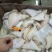 马面鱼（耗儿鱼）
