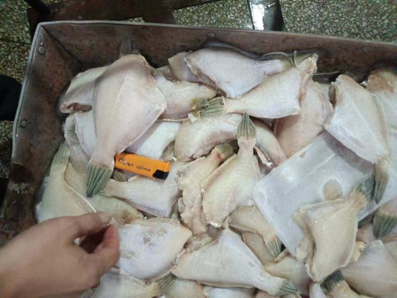 马面鱼（耗儿鱼）