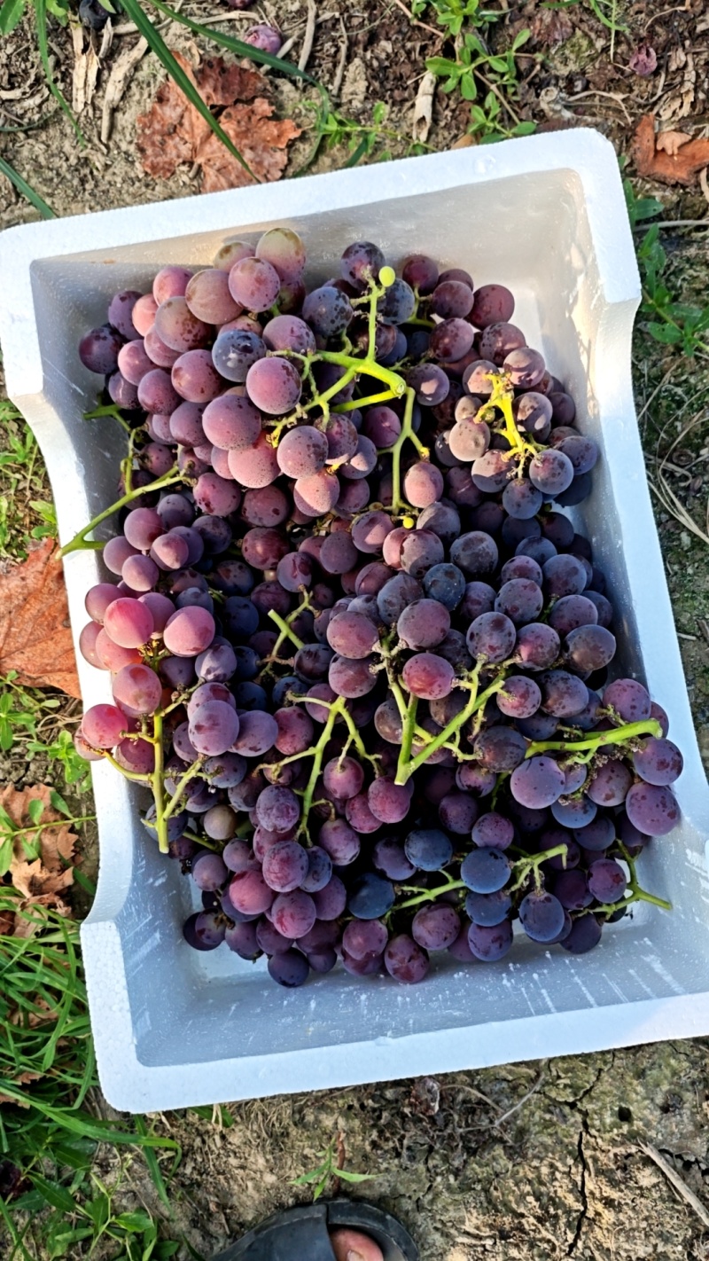 巨峰葡萄嘉兴本地老品种巨峰葡萄风味十足