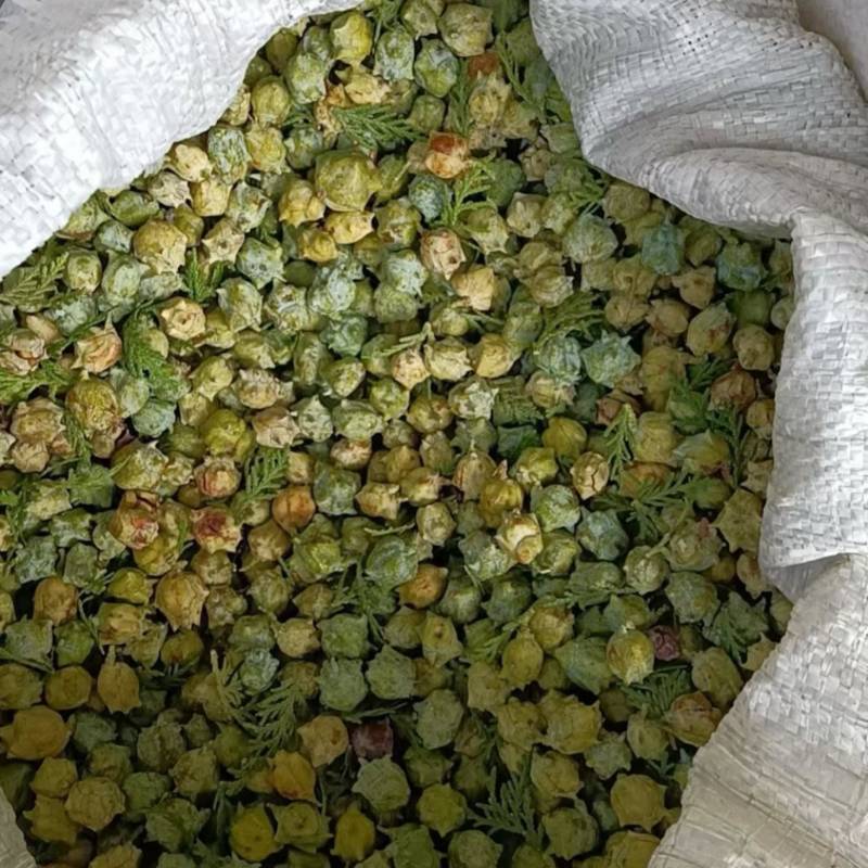 柏树果子中药材