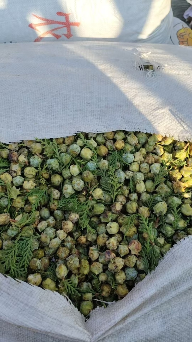 柏树果子中药材
