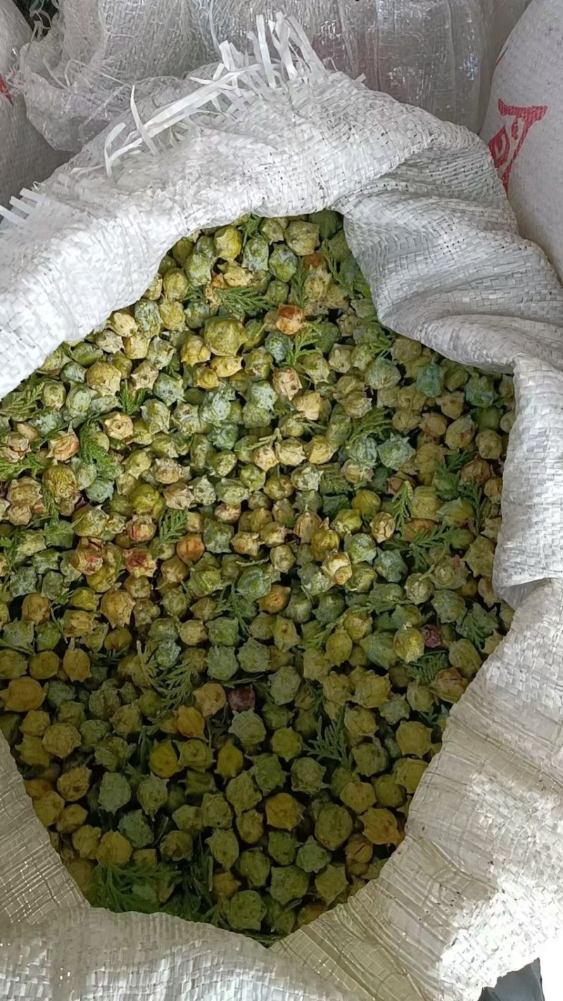 柏树果子中药材