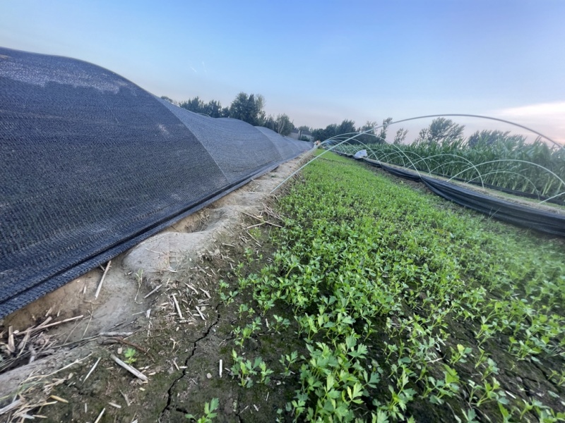 芹菜苗！滑州基地现挖直发3997