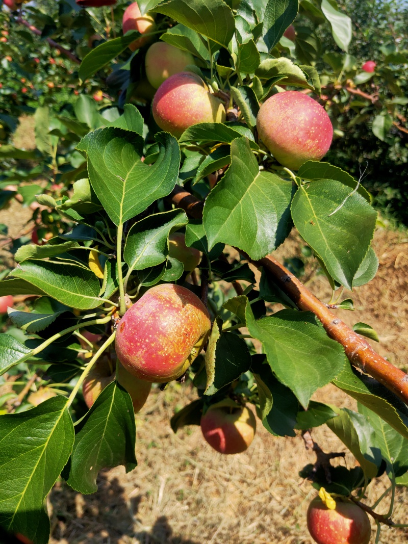 龙风果热卖中