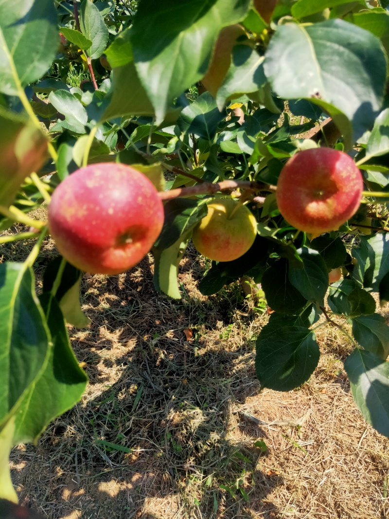 龙风果热卖中