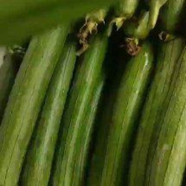 丝瓜