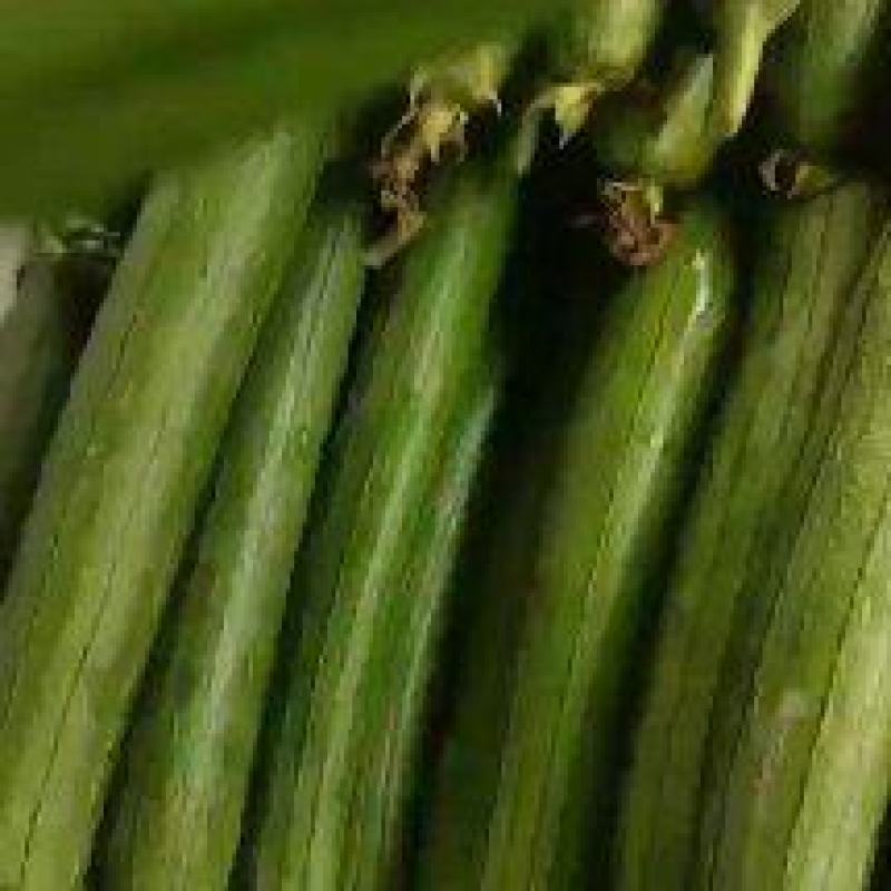 丝瓜