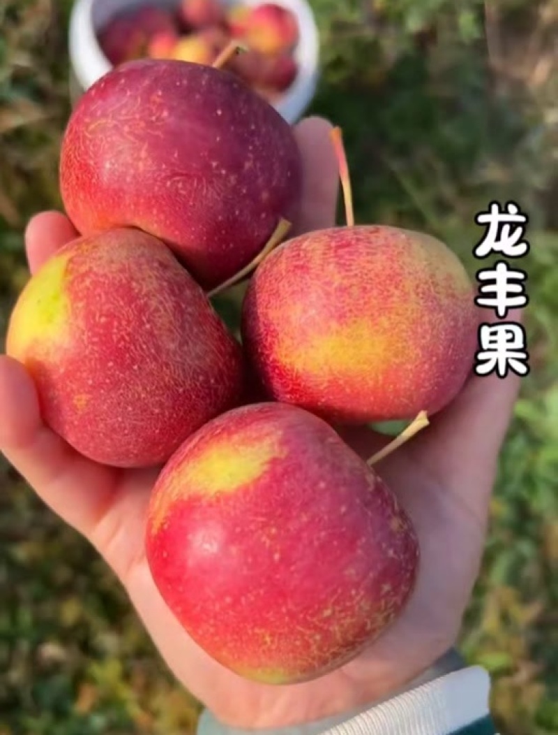 《精选》龙丰果&辽宁苹果/酸甜可口/产地直供/可全国代发