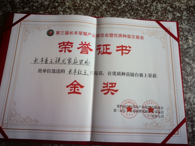 长丰红玉草莓苗徽煌草莓苗香野，和佐贺清香杂交