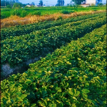 长丰红玉草莓苗徽煌草莓苗