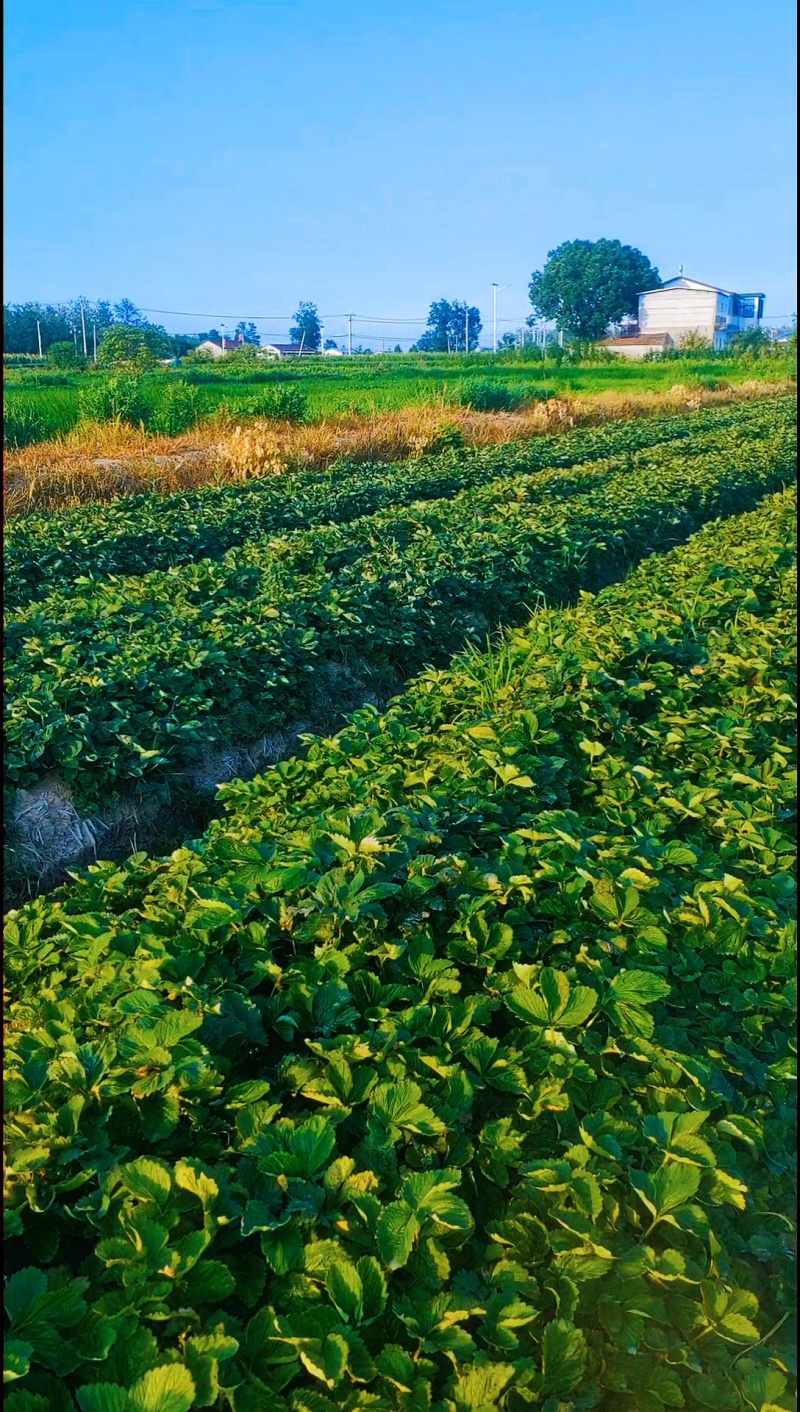 长丰红玉草莓苗徽煌草莓苗
