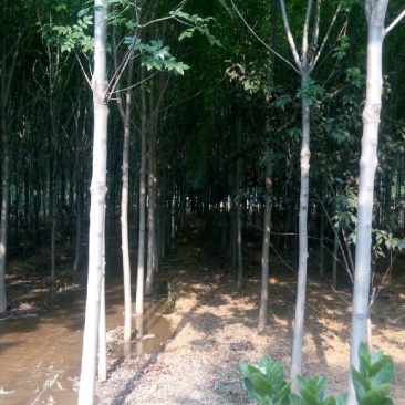 速生白腊树