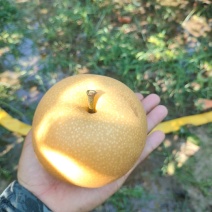 精品秋月梨