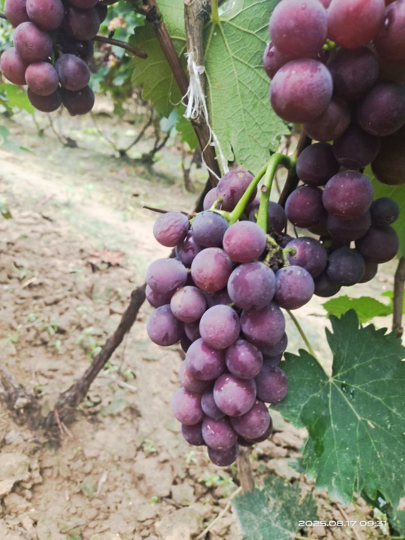 山东省聊城冠县巨峰葡萄产地大量有货。