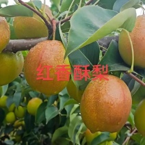 （精品红香苏梨）红香苏梨，水分充足，口感甜脆，产地直发。
