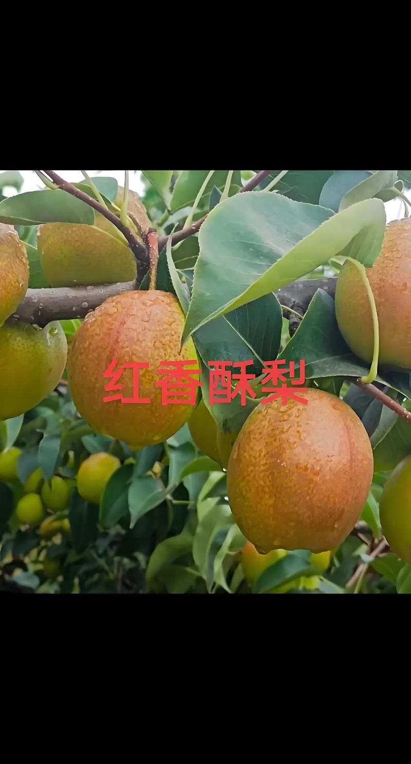 （精品红香苏梨）红香苏梨，水分充足，口感甜脆，产地直发。