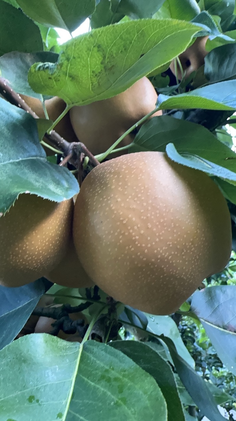 大量金秋梨上市***********