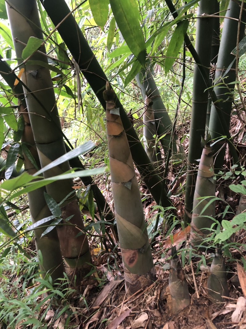 广东云浮竹笋