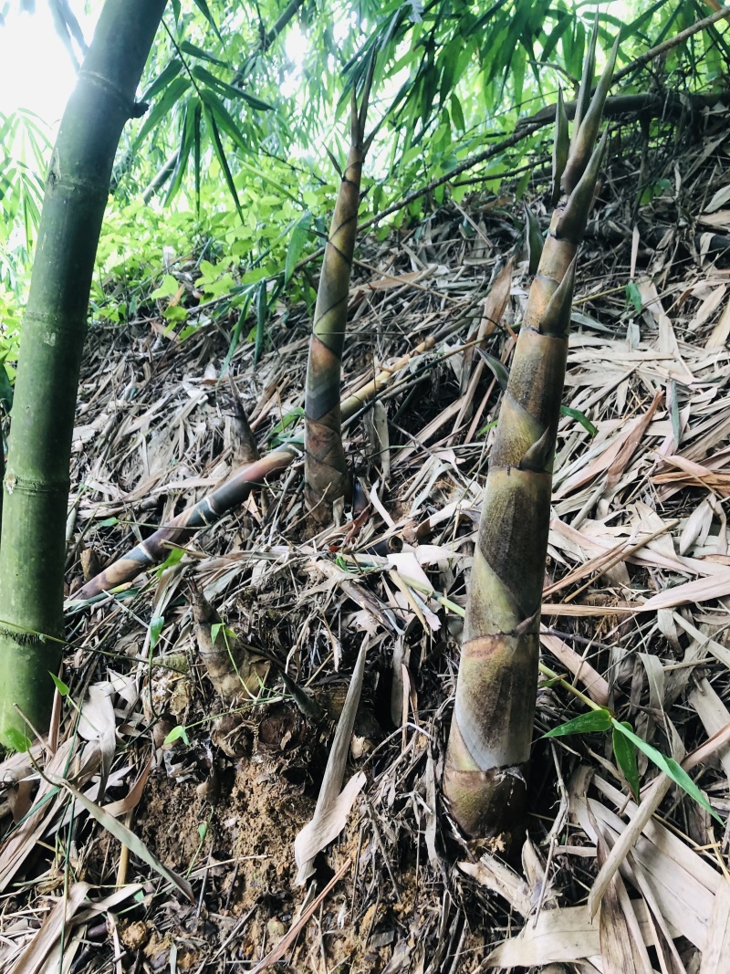 广东云浮竹笋