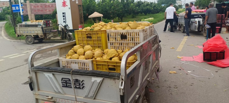 套袋秋月梨大上市，保质保量，可提供跟车送货到市场，现场验