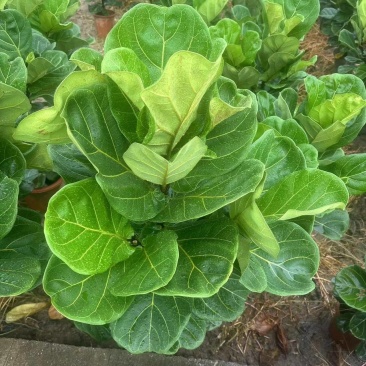 琴叶榕花卉盆景观叶植物基地直供量大价格优惠