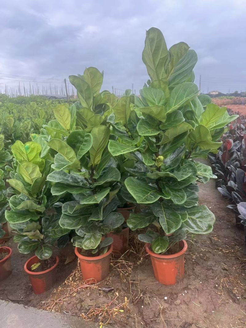 琴叶榕花卉盆景观叶植物基地直供量大价格优惠