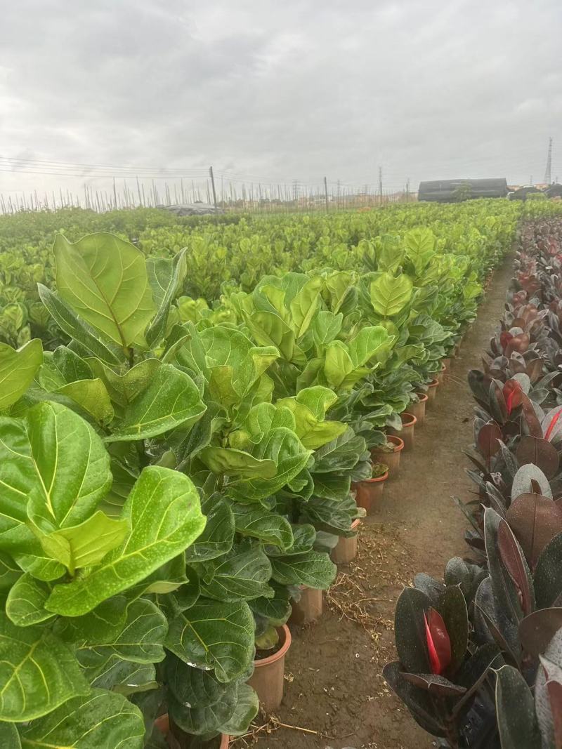 琴叶榕花卉盆景观叶植物基地直供量大价格优惠