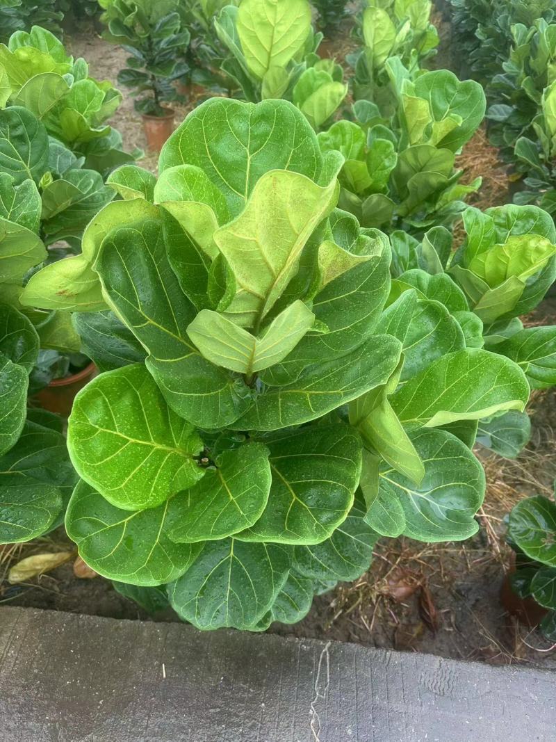 琴叶榕花卉盆景观叶植物基地直供量大价格优惠