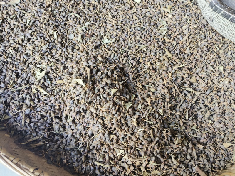 陕南高山野生连翘，天然生长，自然凉晒，干净无杂质。