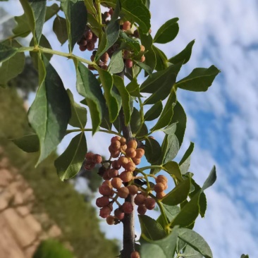陕西狮子红花椒新鲜湿花椒大红袍干红花椒粒精选食用麻椒