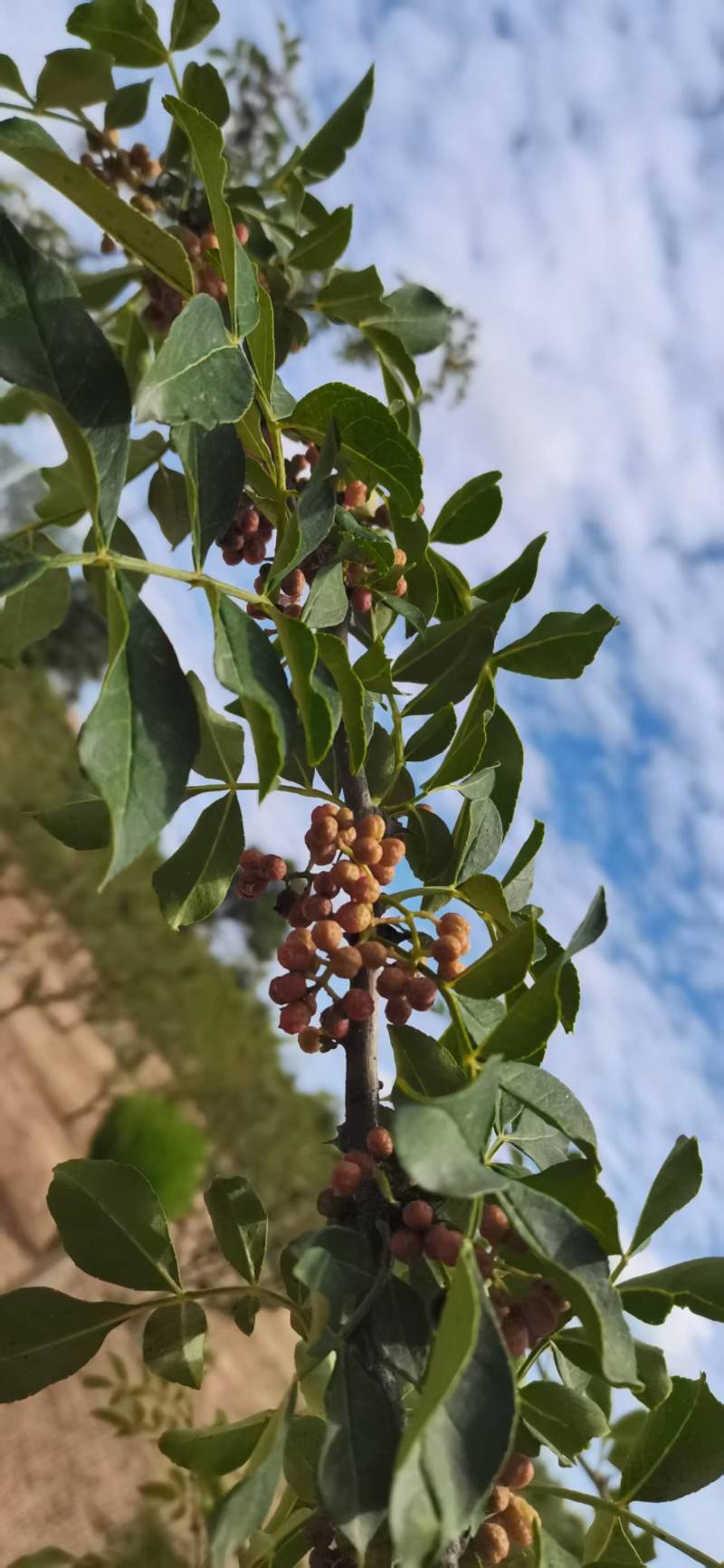 陕西狮子红花椒新鲜湿花椒大红袍干红花椒粒精选食用麻椒