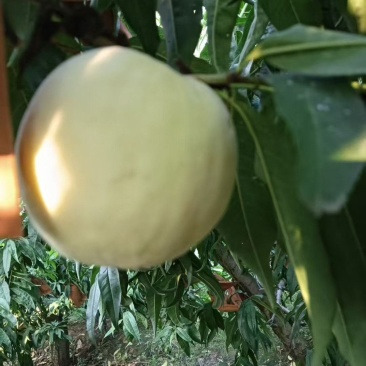 永连水密白桃
