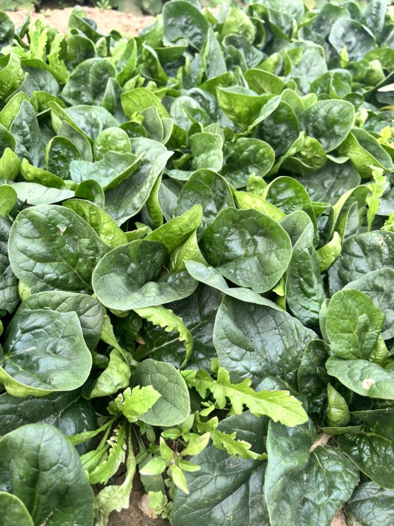 春秋翡翠菠菜种子10斤原装大圆叶菠菜种子速生直立
