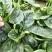 春秋翡翠菠菜种子10斤原装大圆叶菠菜种子速生直立