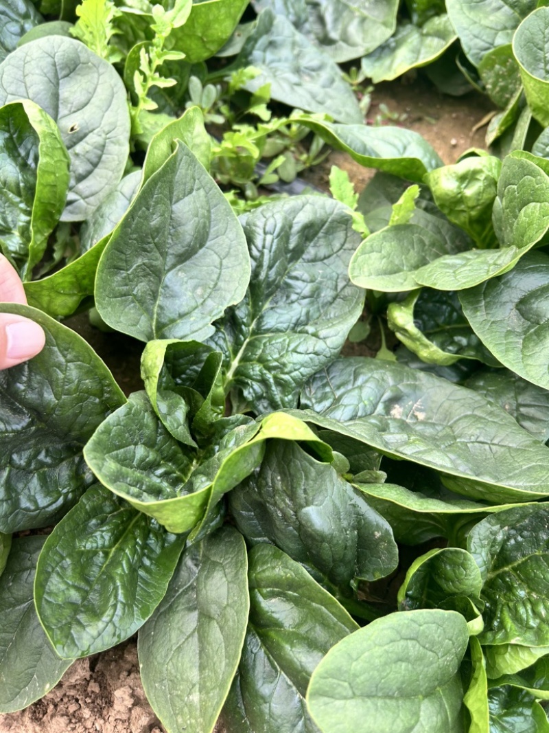 春秋翡翠菠菜种子10斤原装大圆叶菠菜种子速生直立