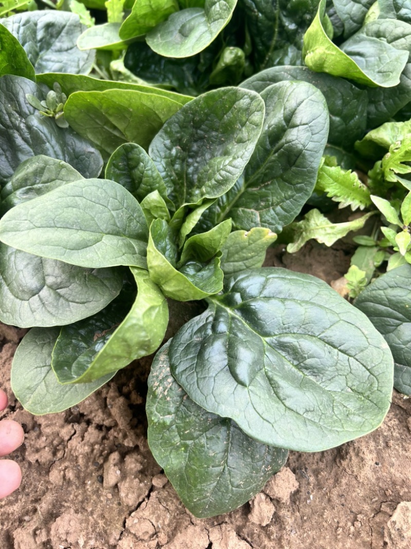 春秋翡翠菠菜种子10斤原装大圆叶菠菜种子速生直立