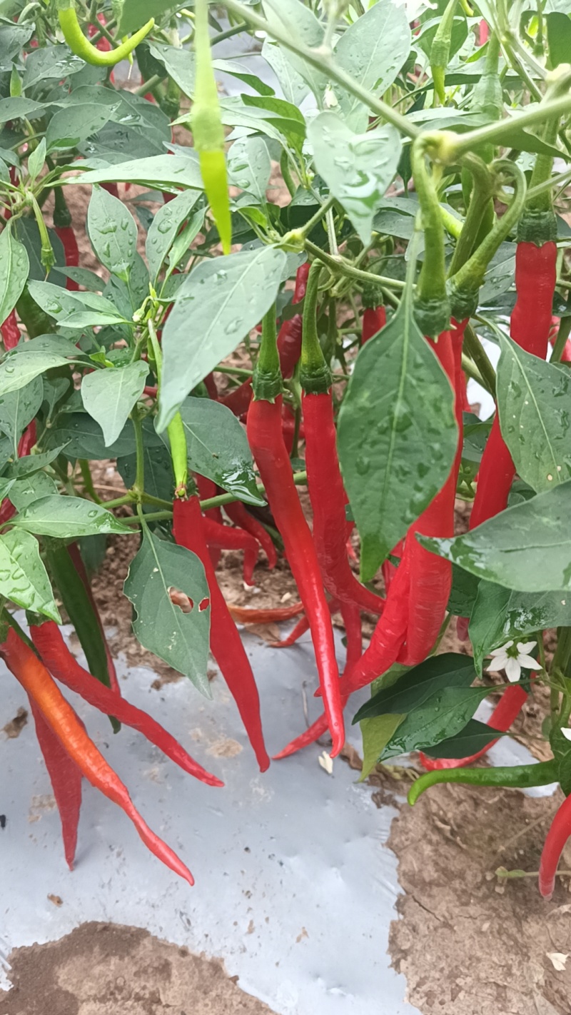 鲜红线椒，条直颜色红，味纯正微辣，无虫咬，无腐火兰