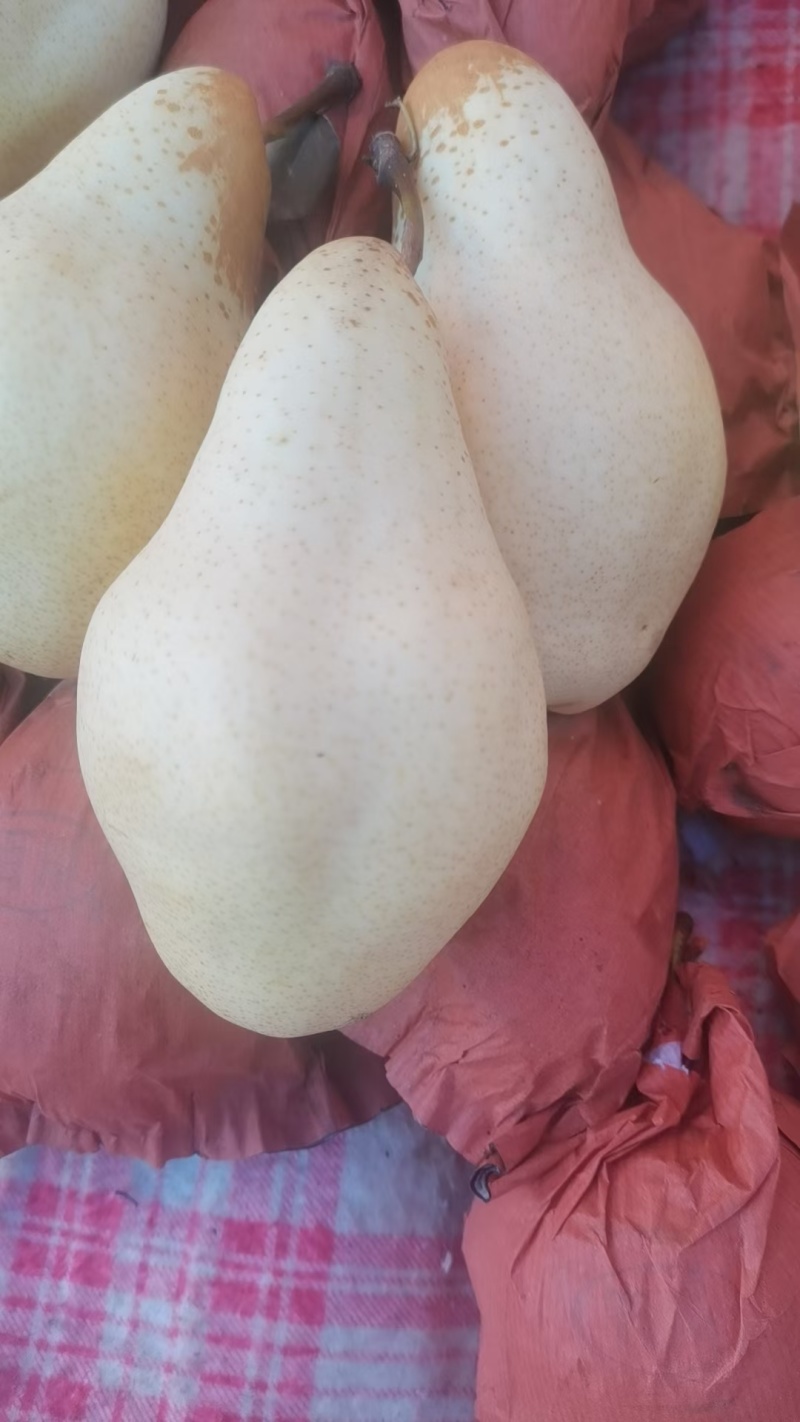 贵妃梨，捂久香梨