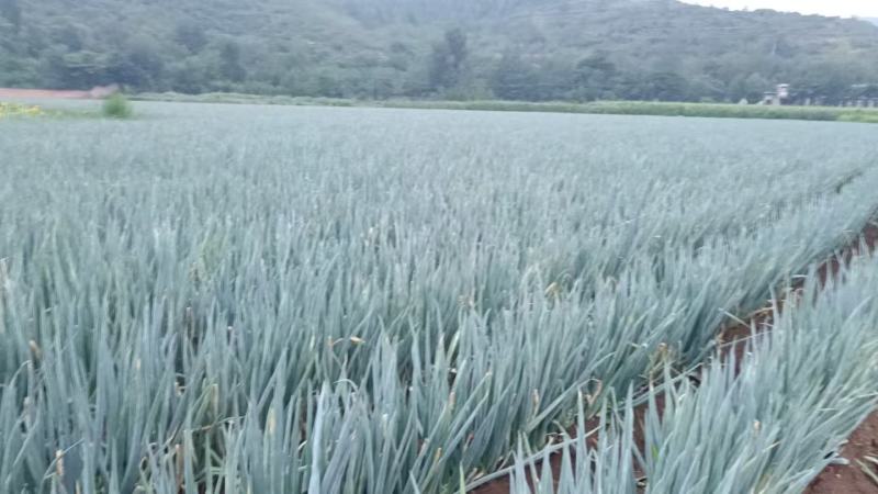 新鲜大葱钢葱视频看货现挖现发产地直供欢迎选购