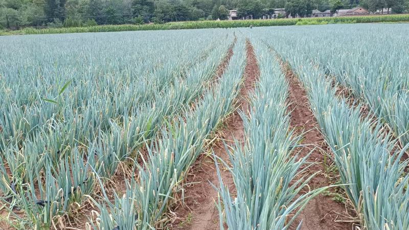 新鲜大葱钢葱视频看货现挖现发产地直供欢迎选购