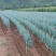 新鲜大葱钢葱视频看货现挖现发产地直供欢迎选购