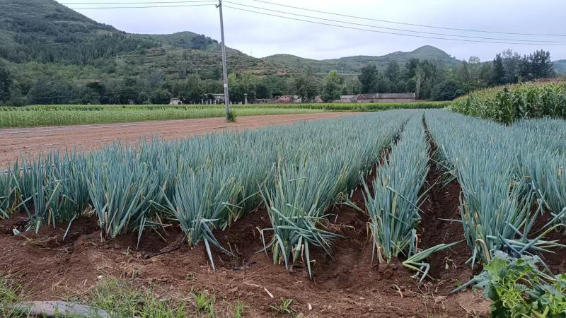 新鲜大葱钢葱视频看货现挖现发产地直供欢迎选购