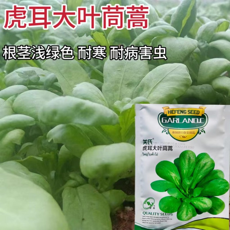 大叶茼蒿种子，茼蒿种子，大叶桐高种子筒篙种子大叶筒篙种子