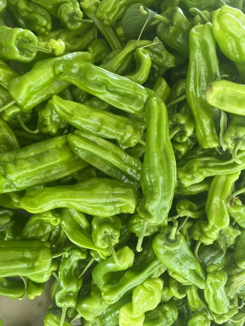 临沂费县薄皮椒大量上市中
